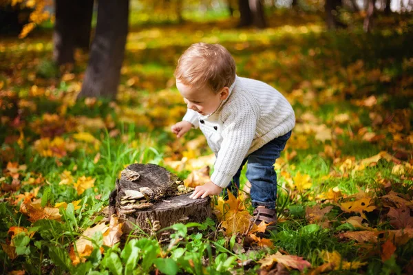 Bambino Siede Ceppo Legno Mentre Cammina Nella Foresta Una Giornata — Foto Stock