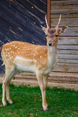 Seçici odaklanma. Yeşil otların arka planında boynuzları olan bir geyiğin yakın plan portresi. Geyik çiftliğinde hayvan bakımı