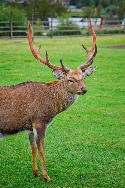 選択的フォーカス。緑の芝生の背景にペンで角を持つ鹿のクローズアップ肖像画。鹿の飼育場での動物の世話 — ストック写真