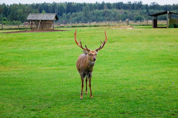 Enfoque selectivo. Retrato de cerca de un ciervo con cuernos en un bolígrafo sobre un fondo de hierba verde. Cuidado de los animales en una granja de ciervos — Foto de Stock