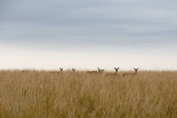 Una gran manada de ciervos en un campo entre la hierba alta. — Foto de Stock