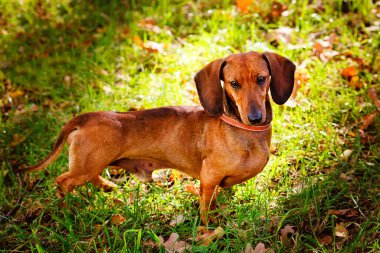 Kısa saçlı kırmızı bir Dachshund gün ışığında çimlerin üzerinde duruyor. Yeşil çimenlerin üzerinde meşe yaprakları var. Gelecek sonbaharın ilk sembolü..