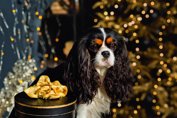 Ένας Ιππότης Βασιλιάς Charles Spaniel Κάθεται Ένα Μαξιλάρι Θολή Χριστουγεννιάτικα — Φωτογραφία Αρχείου