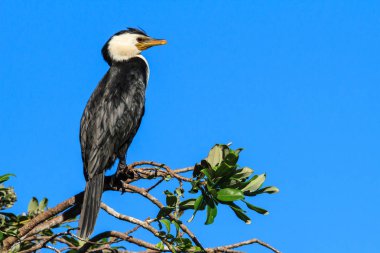 Bir küçük alaca karabatak (aka küçük tüylü) üreme mevsimleri gösteren onun başında bir taç ile bir dalı. Yeni Zelanda'da fotoğrafı