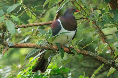 A New Zealand pigeon, also known as a kereru in the Maori language, sitting in a native tree fuchsia 