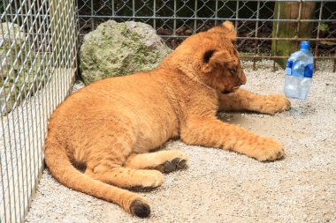 Bir kalem, bir oyuncak kullanmak için bir su şişesi ile bir aslan yavrusu