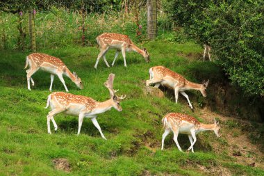 Alageyik (Dama dama) Yeni Zelanda bir yamaca sürüsü. Etkileyici boynuzları ve does bir grup ile bir teklik