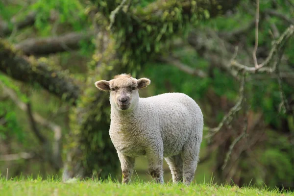 Mouton Blanc Dans Champ Avec Fond Forêt — Photo