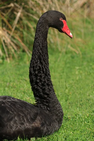 Largo Cuello Cabeza Cisne Negro Cygnus Atratus Fotografiado Nueva Zelanda — Foto de Stock