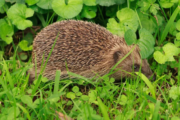 Junger Europäischer Igel Der Tagsüber Gras Herumnagt — Stockfoto