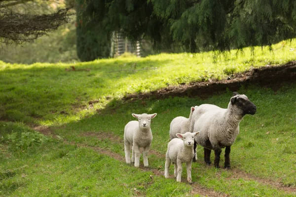 Une Famille Moutons Une Brebis Visage Noir Trois Agneaux Blancs — Photo