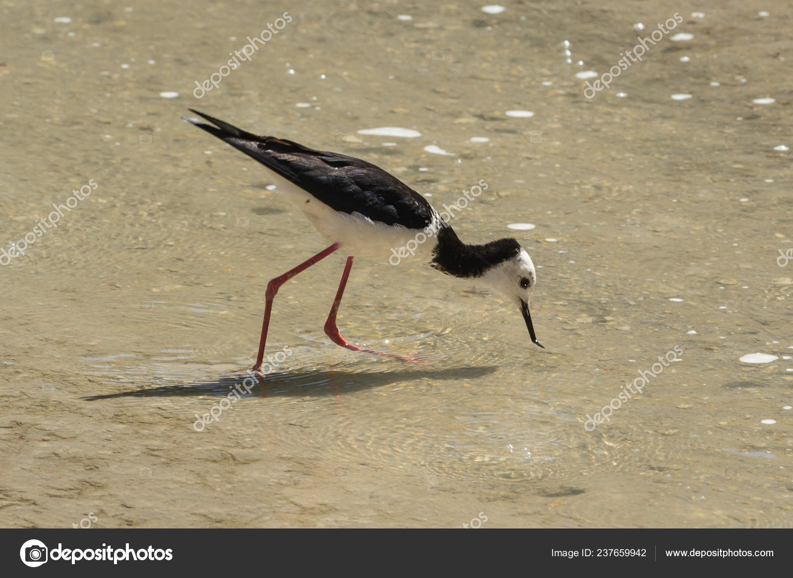 Foto Di Trampolieri Alati Nero Immagini Stock Professionali Rf Depositphotos