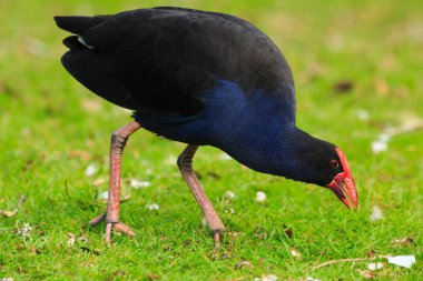Bir pukeko, bir kuş olarak da bilinen bir Yeni Zelanda alanda çim yeme bir mahmuzlu Delta, 