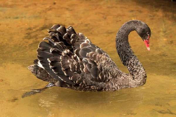 Cisne Negro Juvenil Nadando Aguas Poco Profundas Puede Identificar Como — Foto de Stock