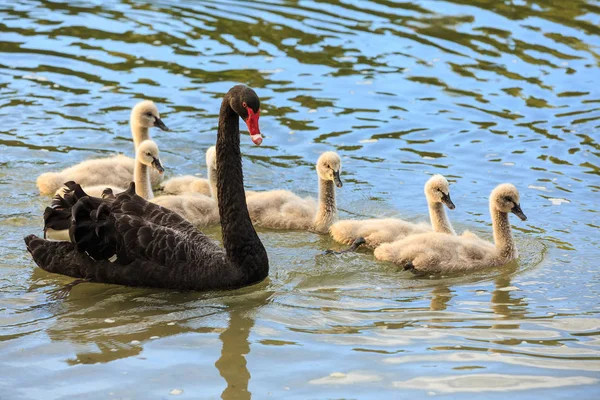 Cisne Negro Hembra Gran Familia Siete Ciñetes Nadando Lago — Foto de Stock