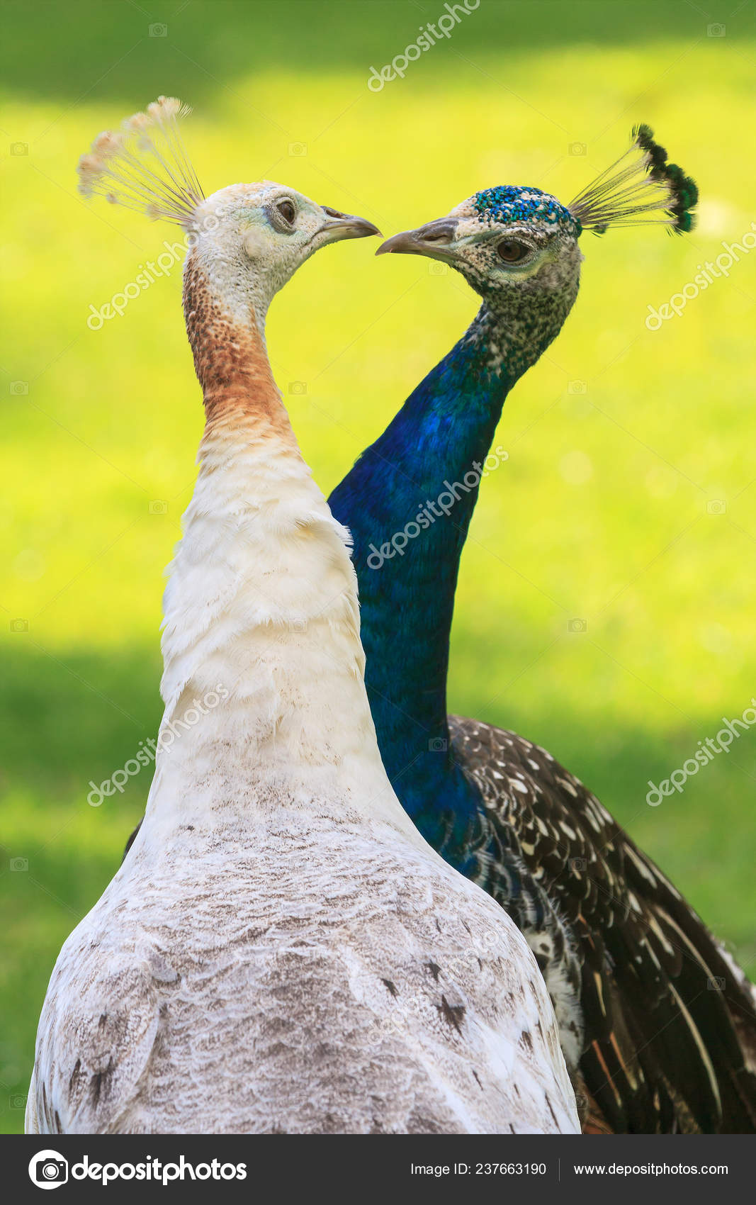 Peacock Beaks Blue Male White Female Peacock Courting Beaks Almost Touching Kiss Stock Photo C Mlwilliams