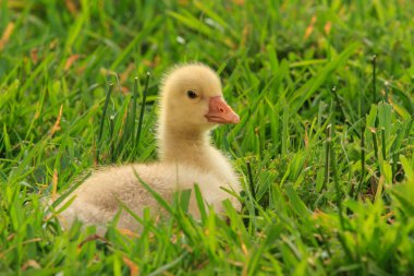 Şirin gosling dinleniyor otsu alanında