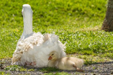 Onun annesi bir kuş tüyü yastık kullanarak bir kaz yavrusu 