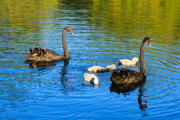 Familia Del Cisne Negro Dos Adultos Tres Cygnets Nadando Lago — Foto de Stock