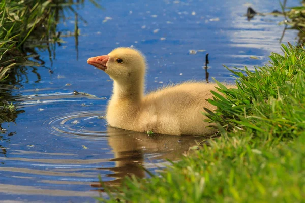 Gosling Amarillo Esponjoso Tomando Baño Arroyo — Foto de Stock