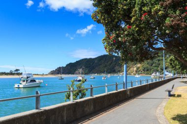Çiçek açan bir pohutukawa ağaç ve limandaki tekneleri ile yaz aylarında limanda Whakatane, Yeni Zelanda,