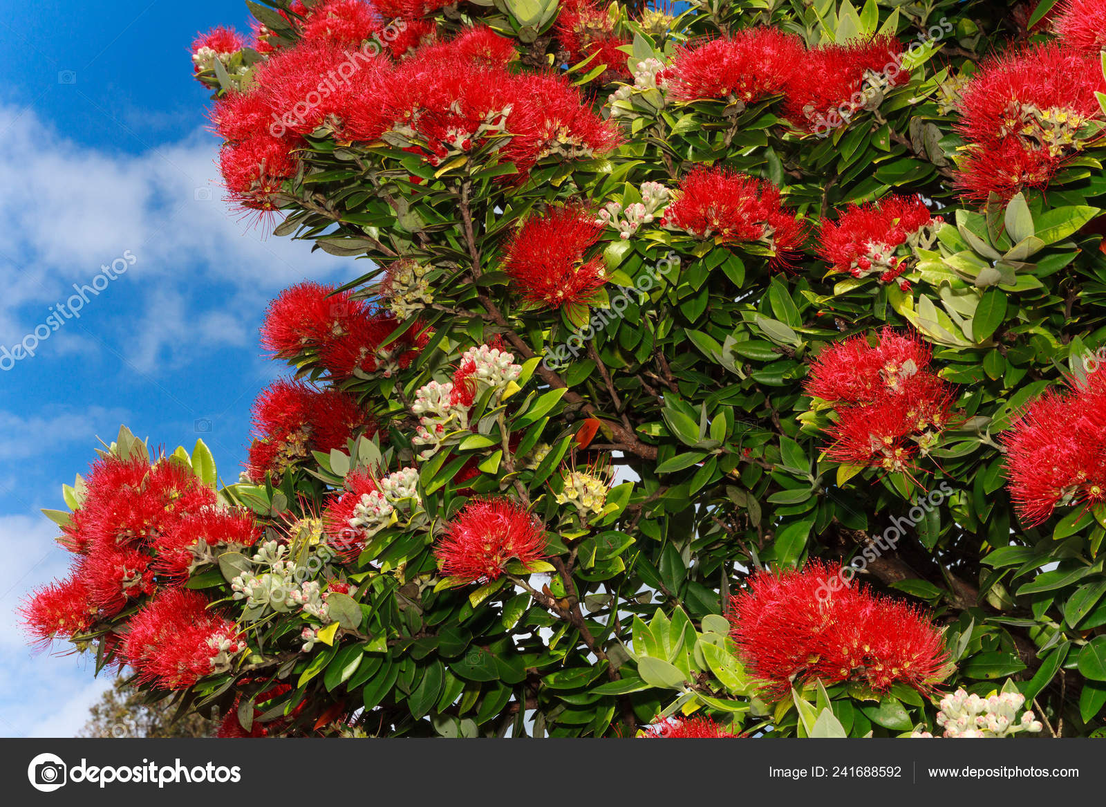 Bright Red Flowers New Zealand Pohutukawa Tree Metrosideros Excelsa Tree Stock Photo Image By C Mlwilliams 241688592
