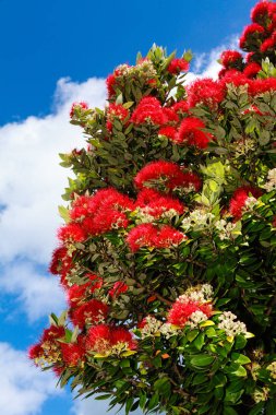 Yeni Zelanda Noel ağacı da bilinen bir pohutukawa ağacı (Metrosideros excelsa), parlak kırmızı yaz çiçekleri kaplı