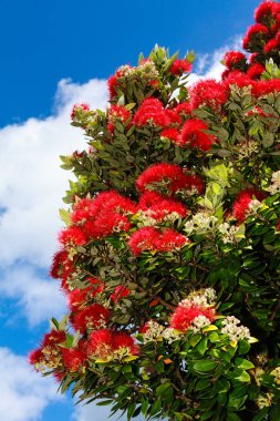 A pohutukawa tree (Metrosideros excelsa), also known as a New Zealand Christmas tree, covered in bright red summer blossoms clipart