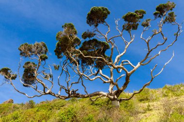 Bay Islands, Yeni Zelanda, kötü sıçanlar tarafından zarar görmüş pohutukawa ağacında Yayilim dalları. Gövde etrafında metal grubu ağaç tırmanma sıçanları engel olacak. 