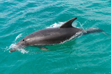 A common dolphin (Delphinus delphis) coming to the surface of the water in the Bay of Islands, New Zealand. The scratches on the back may be caused by collisions with boats.  clipart