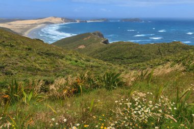 Cape Maria van Diemen doğru Cape Reinga Yeni Zelanda çok Kuzey arıyor. Tasman Denizi karaya Te Werahi Beach kumullarında yıkar. Ön planda, kır çiçekleri ve keten çalılar arasında kıyı bitkiler büyümek