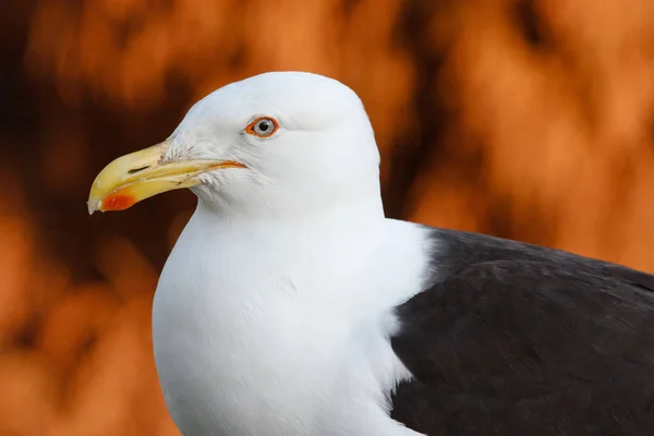 A closeup of the head and shoulders of a southern black-backed gull, also known as a kelp gull (Larus dominicanus). This bird is one of the largest members of the gull family. Photographed in the Bay of Islands, New Zealand