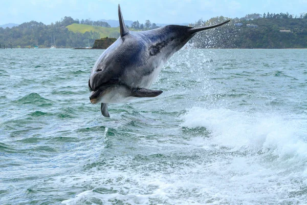 A common dolphin (Delphinus delphis) leaps playfully from the water in the Bay of Islands, New Zealand