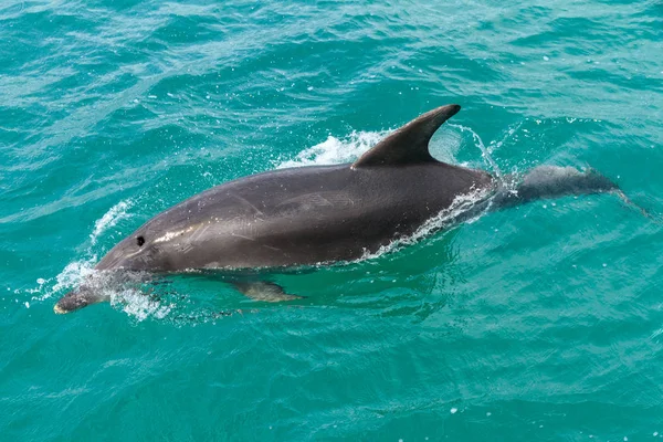 Bir ortak yunus (Delphinus delphis) Bay Islands, Yeni Zelanda su yüzeyine geliyor. Arka yüzündeki çizikler tekneler ile çarpışma neden olabilir. 