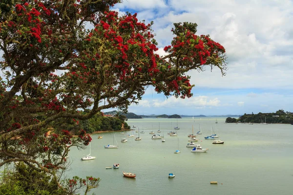 Opua Una Localidad Bahía Las Islas Nueva Zelanda Verano Árbol — Foto de Stock