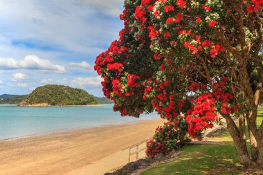 Pohukukawa ağaca kırmızı yaz çiçekleri tonlarında Paihia, Yeni Zelanda'nın Bay Islands başlıca turistik kasabada plajda kaplı.