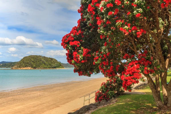 Árbol Pohukukawa Cubierto Flores Rojas Verano Sombra Playa Paihia Principal — Foto de Stock