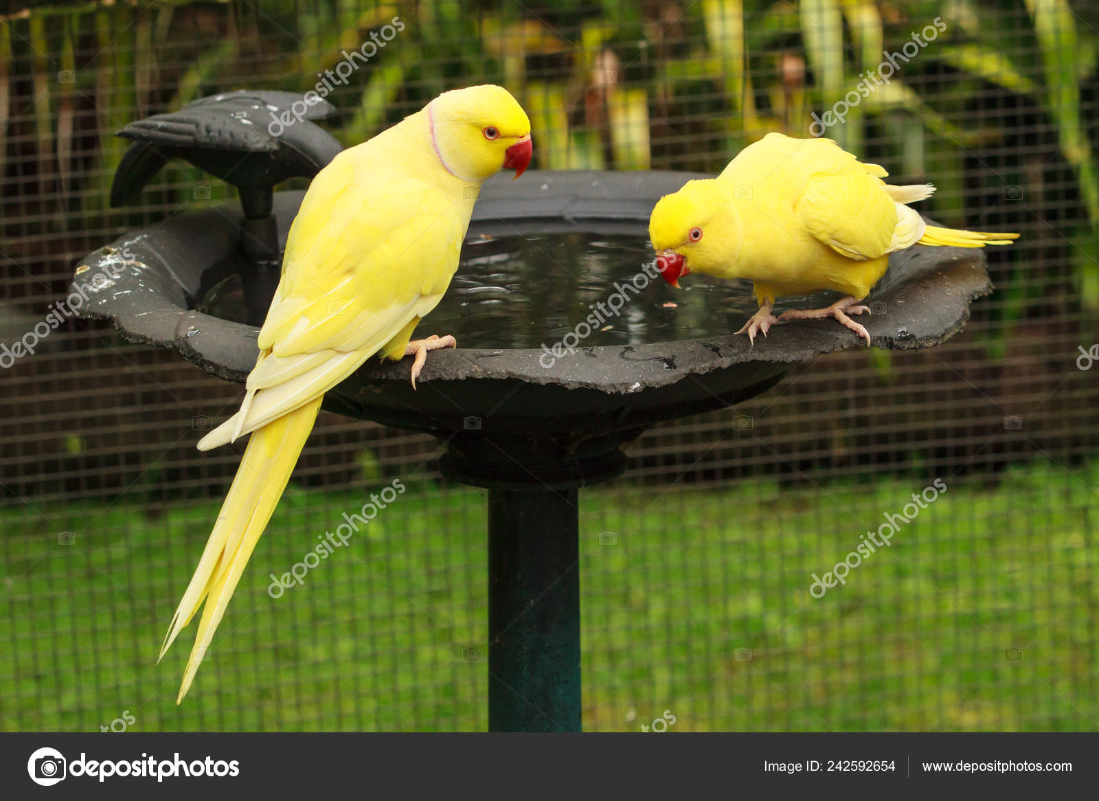 ARUNACHALA BIRDS: Rose Ringed Parakeet