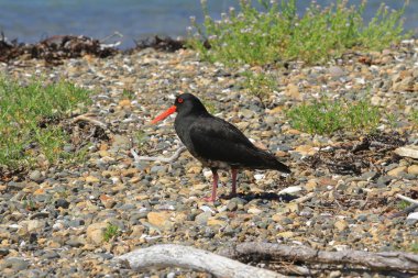 Bir değişken oystercatcher, Yeni Zelanda, Bay Adaları'nda bir çakıl plajı üzerinde yalnızca bulunan bir kıyı kuşu
