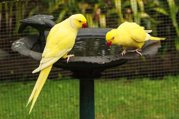 Hint halka boyunlu parakeets, kadın ve erkek, bir birdbath adlı bir çift. Lutino çeşitli sarı tüyleri ile bunlar. Erkeğin boynuna pembe bant olan