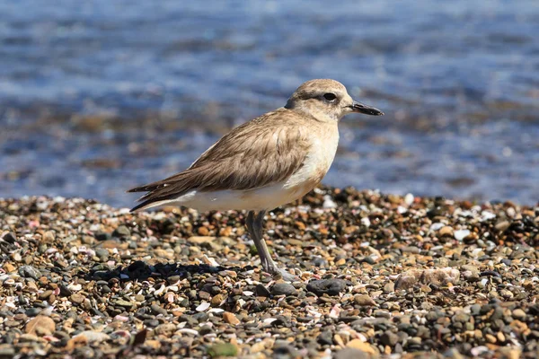 A New Zealand dotterel, or New Zealand plover, an endangered bird found only in NZ. This is the North Island variant, seen on a beach on Motuarohia Island in the Bay of Islands