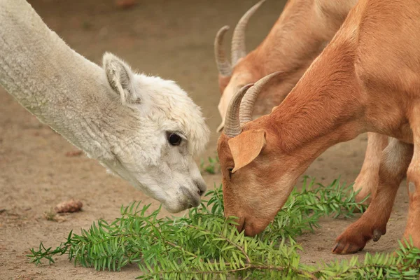 Młody Alpaca Ecru Parę Kozy Jeść Liście Razem — Zdjęcie stockowe