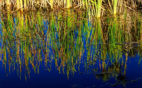 Bulrush Plants Reflected Deep Blue Waters Wetland Lake Photo Taken — Stock Photo, Image