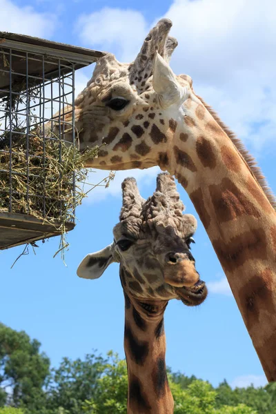 Pair Giraffes Feeding Basket One Eating While Other Chews Background — Stock Photo, Image
