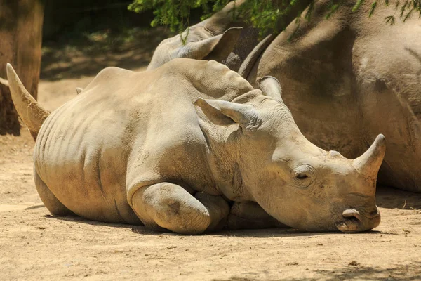 Southern White Southern Square Lipped Rhinoceros Calf Lying Next Its — Stock Photo, Image