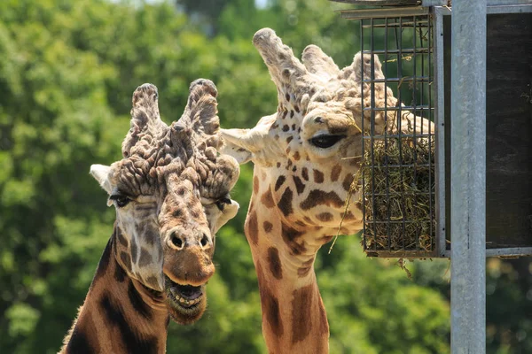 Closeup Heads Two Giraffes One Which Eating Out Feeding Basket — Stock Photo, Image