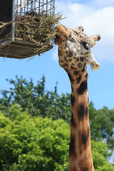 Giraffe Stretches Its Long Neck Eat Straw Feeding Basket — Stock Photo, Image