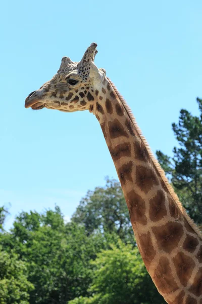 Head Long Neck Male Giraffe Trees Background — Stock Photo, Image