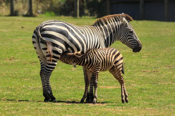 Pequeno Potro Zebra Amamentando Sua Mãe — Fotografia de Stock