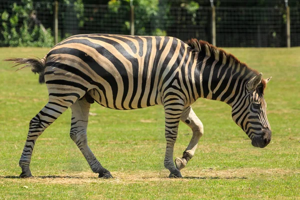 Male Plains Zebra Large Grassy Enclosure — Stock Photo, Image